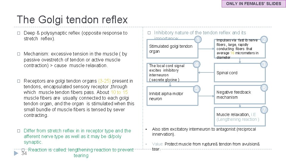 ONLY IN FEMALES’ SLIDES The Golgi tendon reflex � � Deep & polysynaptic reflex