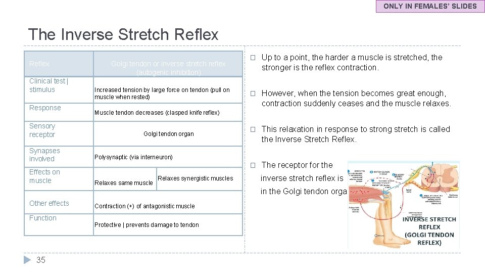 ONLY IN FEMALES’ SLIDES The Inverse Stretch Reflex Clinical test | stimulus Response Sensory
