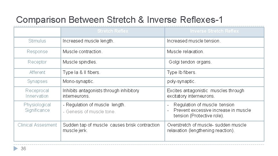 Comparison Between Stretch & Inverse Reflexes-1 Stretch Reflex Stimulus Increased muscle length. Increased muscle