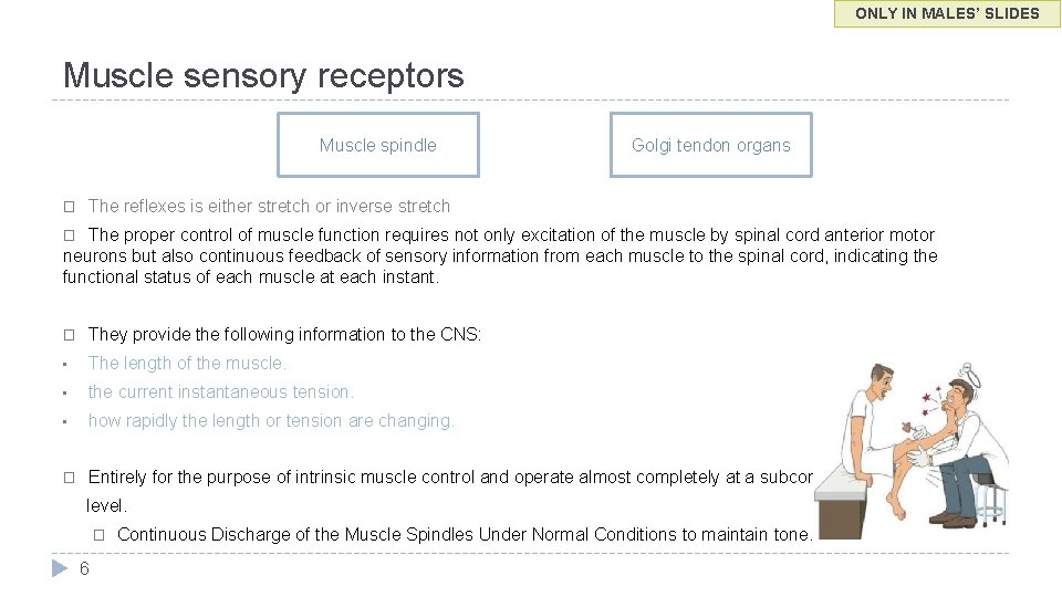 ONLY IN MALES’ SLIDES Muscle sensory receptors Muscle spindle � Golgi tendon organs The