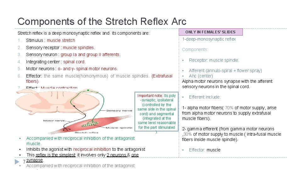 Components of the Stretch Reflex Arc ONLY IN FEMALES’ SLIDES Stretch reflex is a