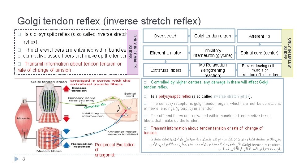 Golgi tendon reflex (inverse stretch reflex) Is a di-synaptic reflex (also called inverse stretch