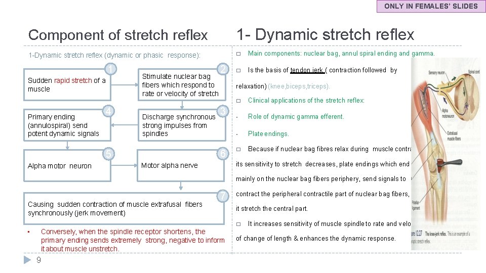 ONLY IN FEMALES’ SLIDES Component of stretch reflex 1 - Dynamic stretch reflex 1