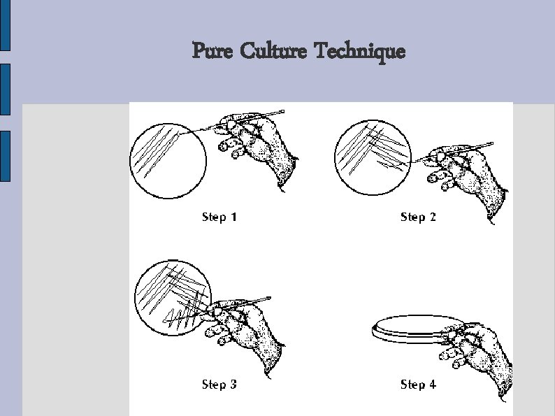 Pure Culture Technique Pure Culture Technique