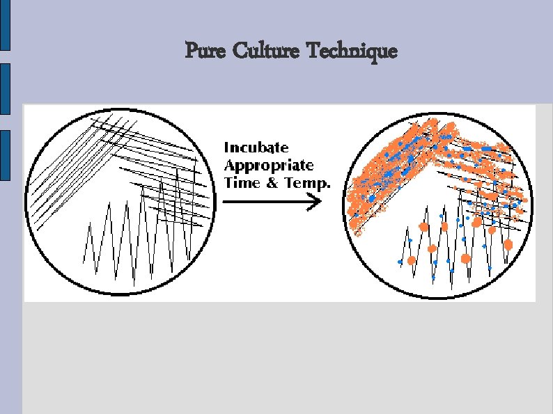 Pure Culture Technique 