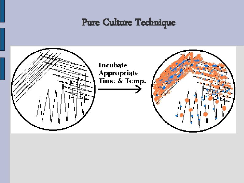 Pure Culture Technique Pure Culture Technique