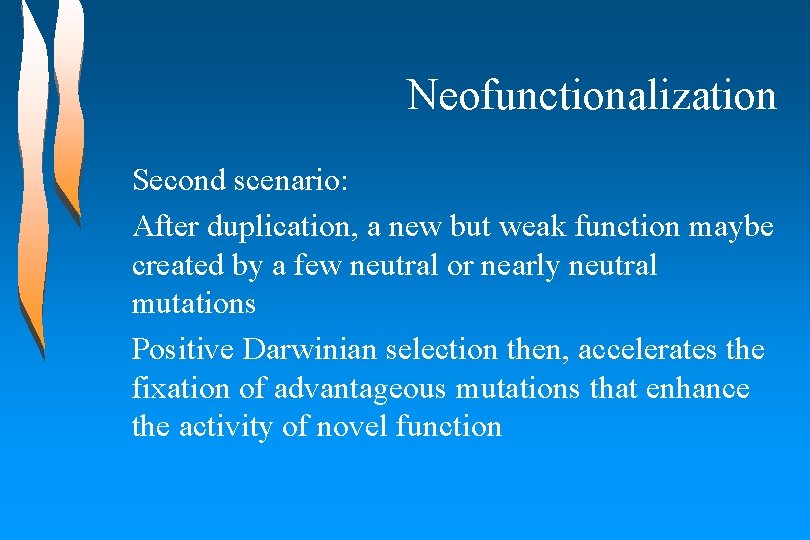 Neofunctionalization Second scenario: After duplication, a new but weak function maybe created by a