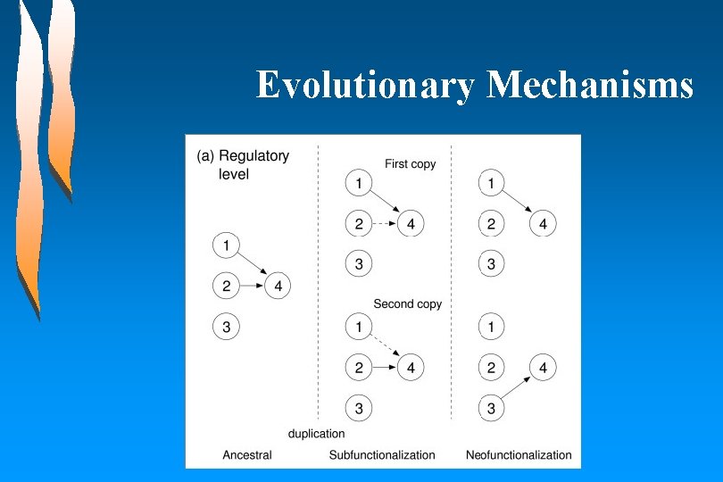 Evolutionary Mechanisms 