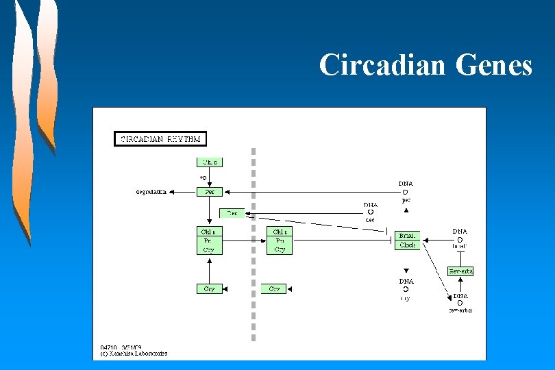 Circadian Genes 