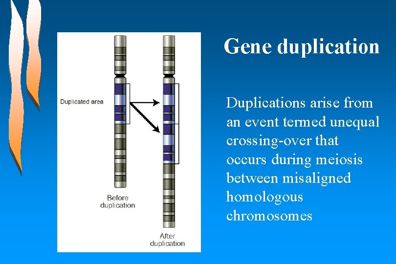 Gene duplication Duplications arise from an event termed unequal crossing-over that occurs during meiosis