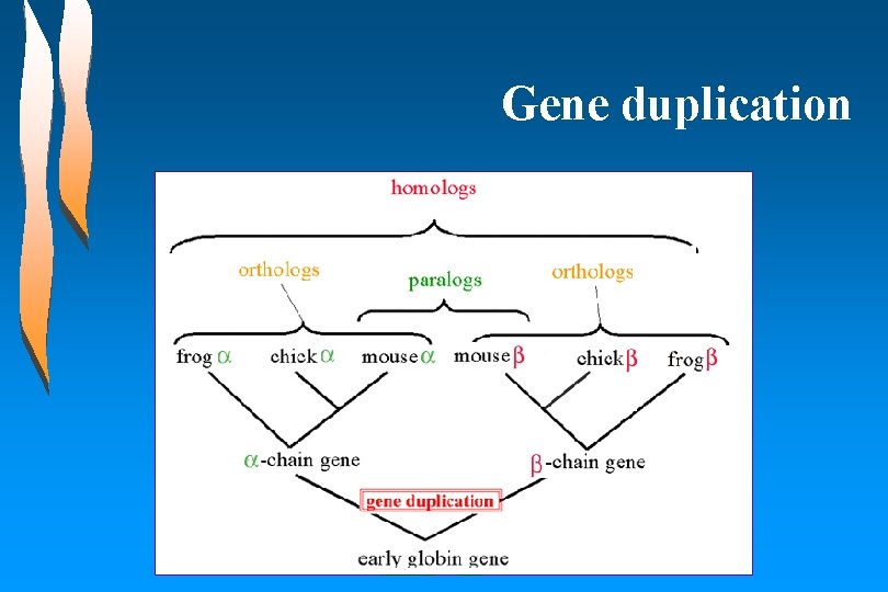 Gene duplication 