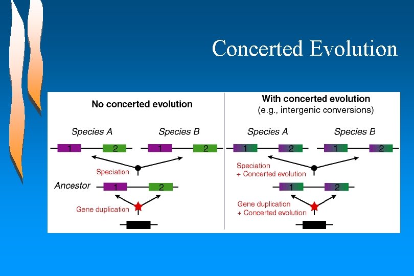 Concerted Evolution 