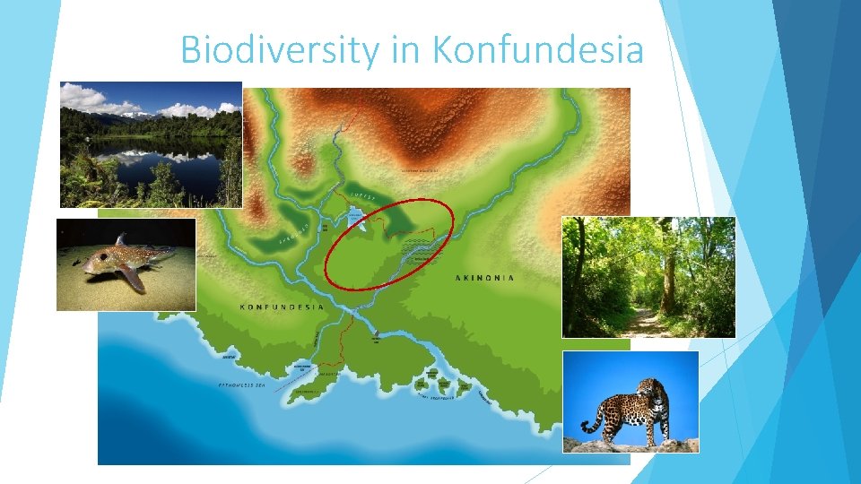 Biodiversity in Konfundesia 