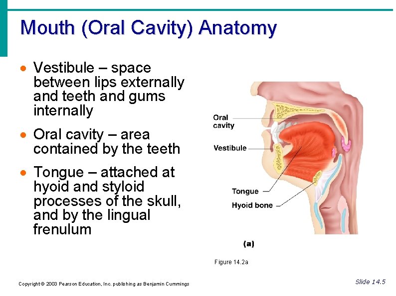 Mouth (Oral Cavity) Anatomy Vestibule – space between lips externally and teeth and gums
