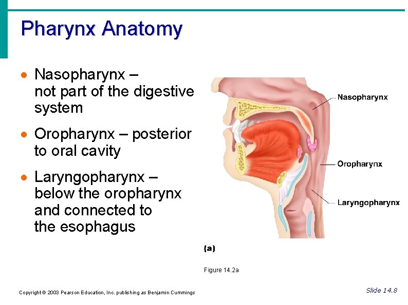 Pharynx Anatomy Nasopharynx – not part of the digestive system Oropharynx – posterior to