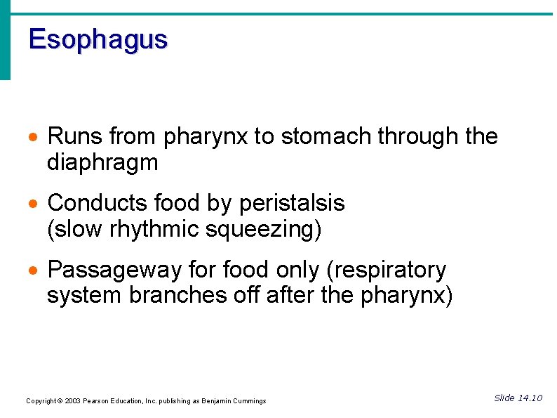 Esophagus Runs from pharynx to stomach through the diaphragm Conducts food by peristalsis (slow