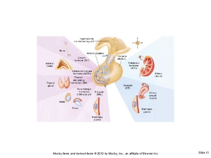 Mosby items and derived items © 2012 by Mosby, Inc. , an affiliate of