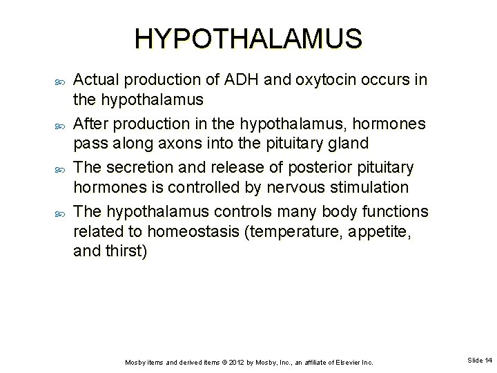 HYPOTHALAMUS Actual production of ADH and oxytocin occurs in the hypothalamus After production in