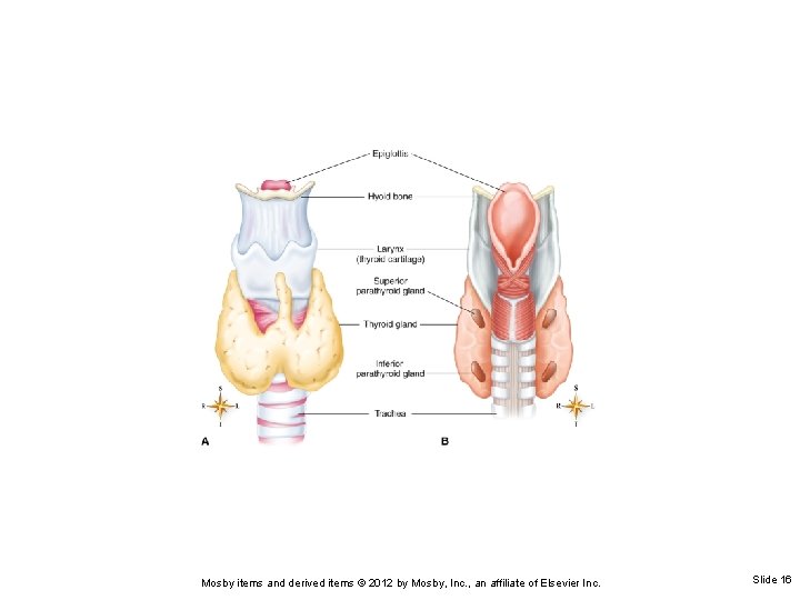 Mosby items and derived items © 2012 by Mosby, Inc. , an affiliate of