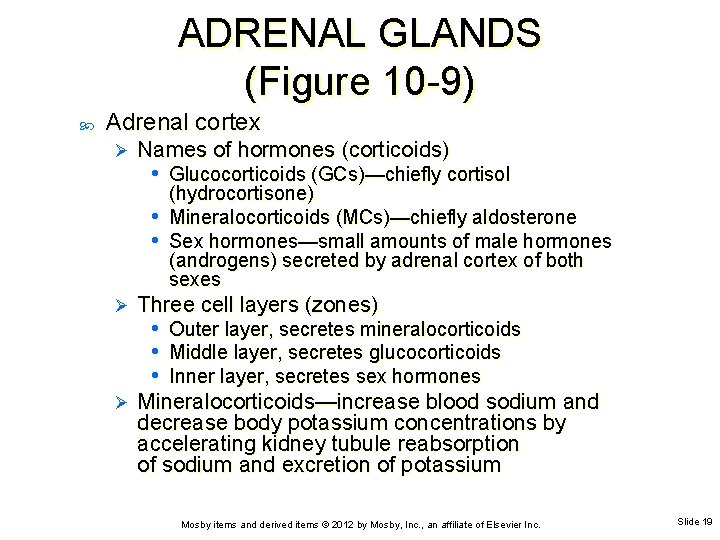 ADRENAL GLANDS (Figure 10 -9) Adrenal cortex Ø Names of hormones (corticoids) • Glucocorticoids