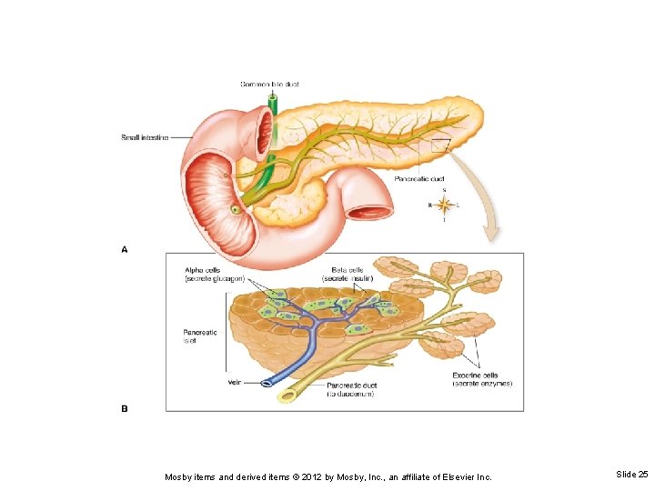 Mosby items and derived items © 2012 by Mosby, Inc. , an affiliate of