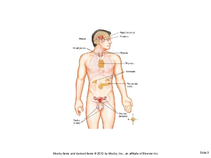 Mosby items and derived items © 2012 by Mosby, Inc. , an affiliate of