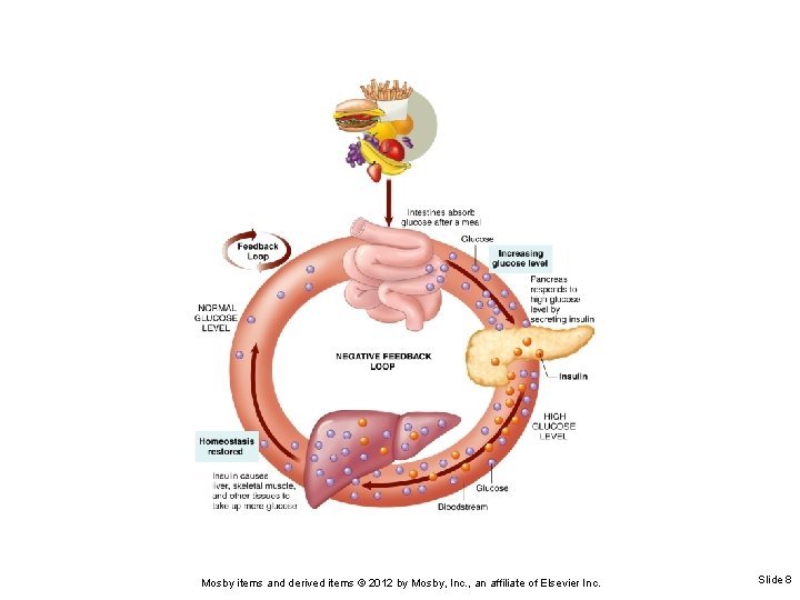 Mosby items and derived items © 2012 by Mosby, Inc. , an affiliate of