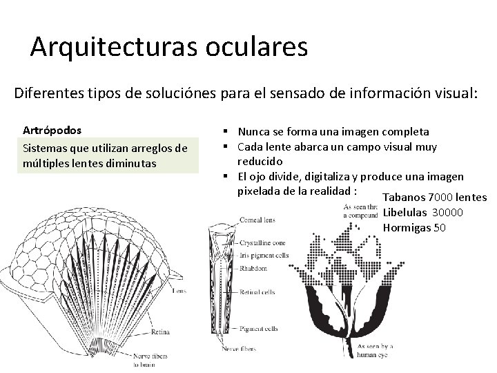 Arquitecturas oculares Diferentes tipos de soluciónes para el sensado de información visual: Artrópodos Sistemas