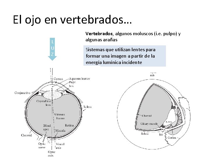 El ojo en vertebrados… L U Z Vertebrados, algunos moluscos (i. e. pulpo) y