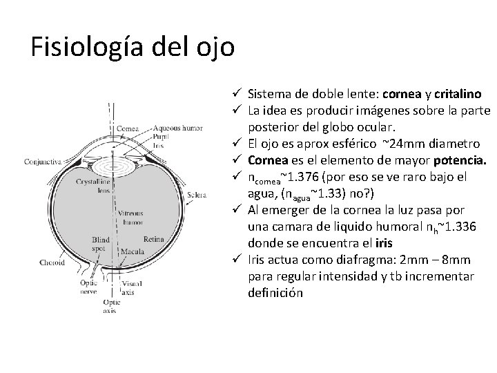 Fisiología del ojo ü Sistema de doble lente: cornea y critalino ü La idea