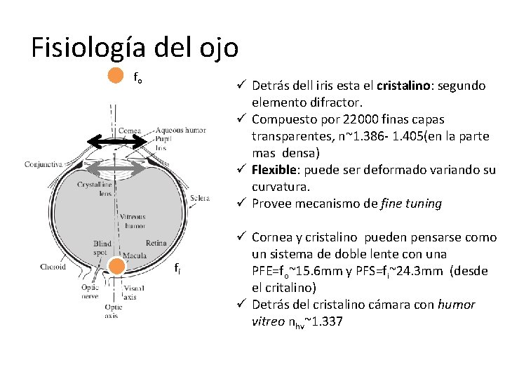 Fisiología del ojo fo ü Detrás dell iris esta el cristalino: segundo elemento difractor.