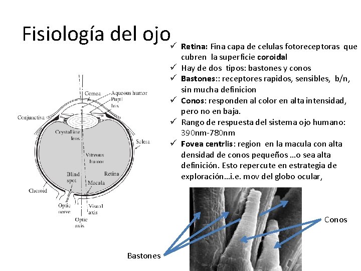 Fisiología del ojoü Retina: Fina capa de celulas fotoreceptoras que ü ü ü cubren