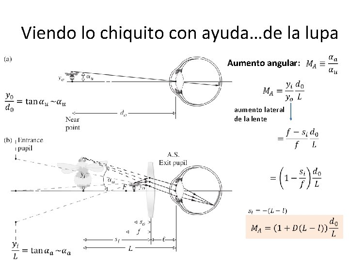 Viendo lo chiquito con ayuda…de la lupa Aumento angular: aumento lateral de la lente