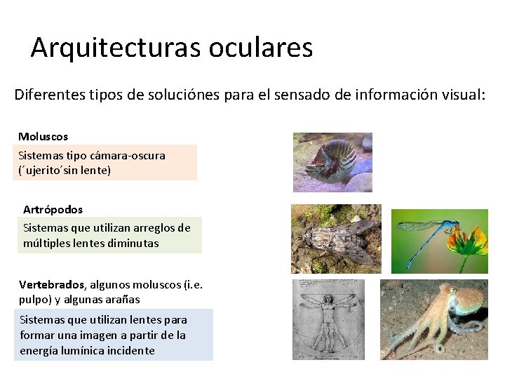 Arquitecturas oculares Diferentes tipos de soluciónes para el sensado de información visual: Moluscos Sistemas