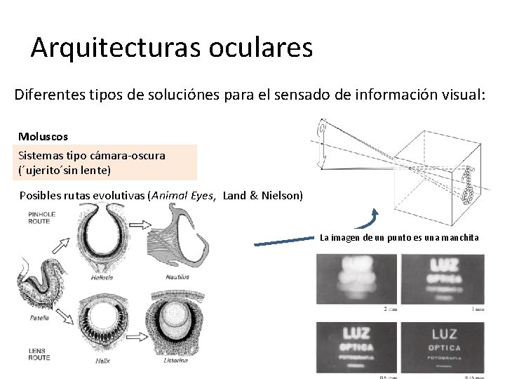 Arquitecturas oculares Diferentes tipos de soluciónes para el sensado de información visual: Moluscos Sistemas
