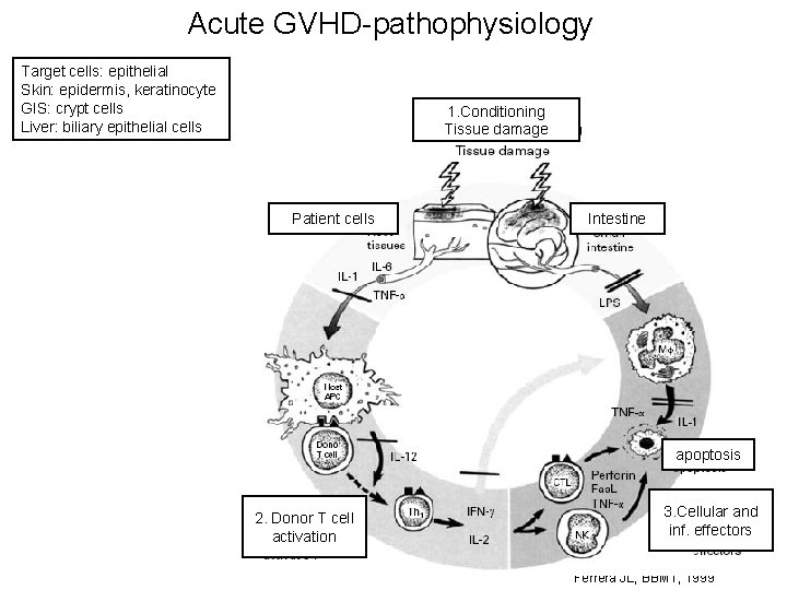 Acute GVHD-pathophysiology Target cells: epithelial Skin: epidermis, keratinocyte GIS: crypt cells Liver: biliary epithelial