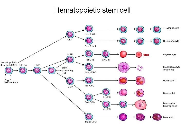 Hematopoietic stem cell 