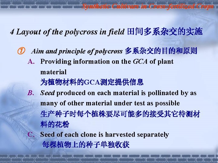 Synthetic Cultivars in Cross-fertilized Crops 4 Layout of the polycross in field 田间多系杂交的实施 ①