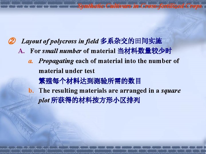 Synthetic Cultivars in Cross-fertilized Crops ② Layout of polycross in field 多系杂交的田间实施 A. For