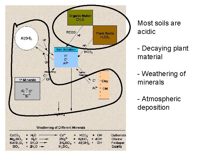 Most soils are acidic - Decaying plant material - Weathering of minerals - Atmospheric
