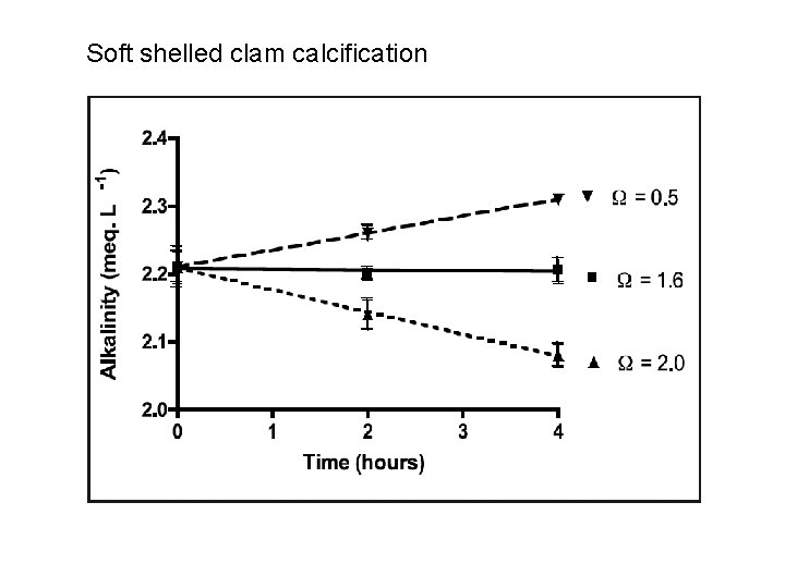 Soft shelled clam calcification 