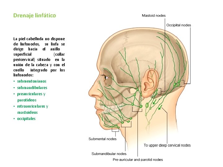 Drenaje linfático La piel cabelluda no dispone de linfonodos, su linfa se dirige hacia