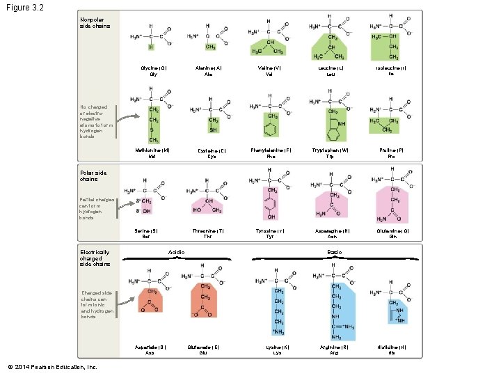 Figure 3. 2 Nonpolar side chains Glycine (G) Gly Alanine (A) Ala Valine (V)