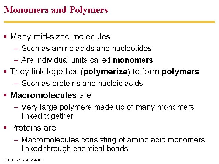 Monomers and Polymers Many mid-sized molecules – Such as amino acids and nucleotides –