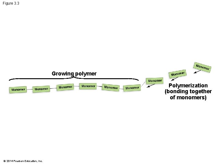 Figure 3. 3 Growing polymer Polymerization (bonding together of monomers) © 2014 Pearson Education,