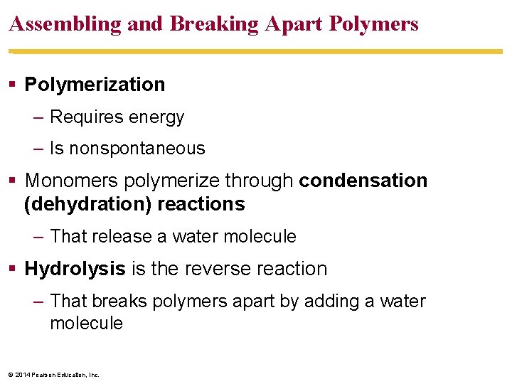 Assembling and Breaking Apart Polymers Polymerization – Requires energy – Is nonspontaneous Monomers polymerize