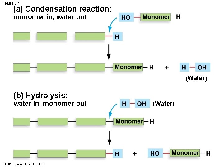 Figure 3. 4 (a) Condensation reaction: monomer in, water out (Water) (b) Hydrolysis: water