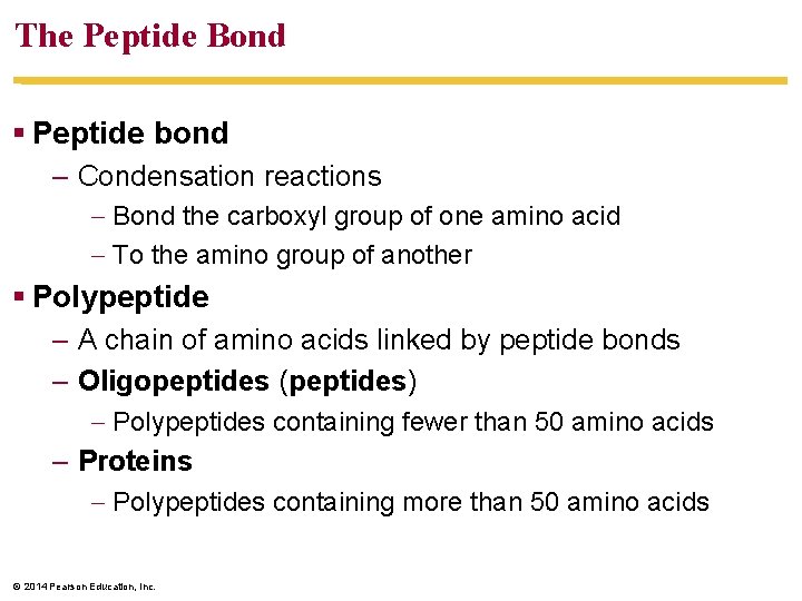 The Peptide Bond Peptide bond – Condensation reactions Bond the carboxyl group of one