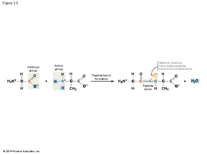 Figure 3. 5 Carboxyl group Electron sharing here makes peptide bond like a double