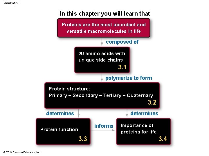 Roadmap 3 In this chapter you will learn that Proteins are the most abundant